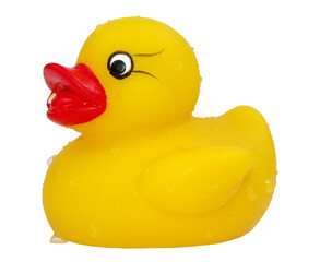 Wet Yellow Rubber Duck Bath Toy on white