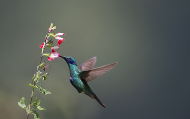 Sparkling Violetear Hummingbird in flight facing flowers pink and red with a shallow depth of field background. 