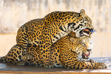 South American jaguar (Panthera onca). Tropical feline 