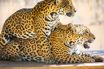 South American jaguar (Panthera onca). Tropical feline 