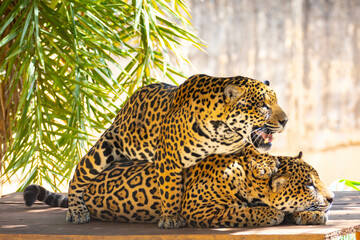 South American jaguar (Panthera onca). Tropical feline 