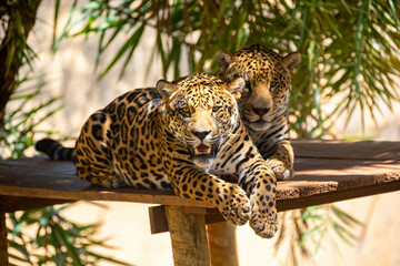 South American jaguar (Panthera onca). Tropical feline 