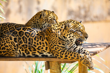South American jaguar (Panthera onca). Tropical feline 