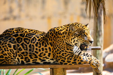 South American jaguar (Panthera onca). Tropical feline 