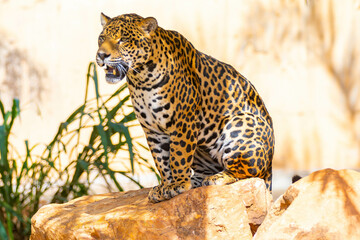 South American jaguar (Panthera onca). Tropical feline 