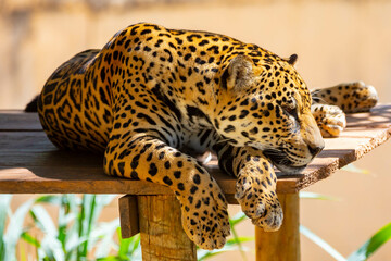 South American jaguar (Panthera onca). Tropical feline 