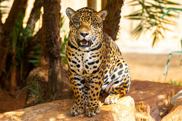 South American jaguar (Panthera onca). Tropical feline 