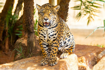 South American jaguar (Panthera onca). Tropical feline 