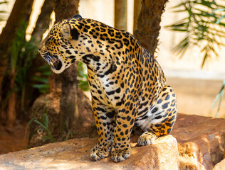 South American jaguar (Panthera onca). Tropical feline 