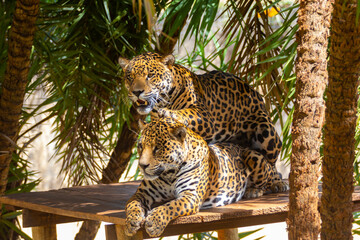 South American jaguar (Panthera onca). Tropical feline 