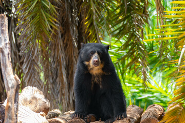 Spectacled bear (Tremarctos ornatus) in selective focus and depth blur.