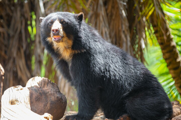 Spectacled bear (Tremarctos ornatus) in selective focus and depth blur.