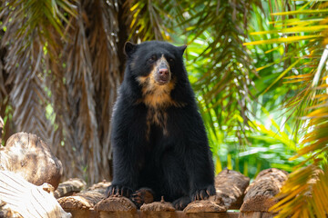 Spectacled bear (Tremarctos ornatus) in selective focus and depth blur.