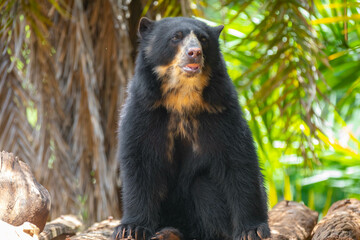 Spectacled bear (Tremarctos ornatus) in selective focus and depth blur.