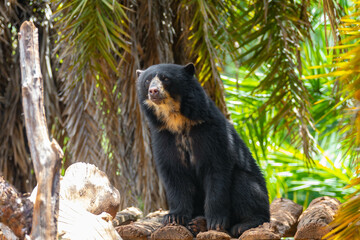 Spectacled bear (Tremarctos ornatus) in selective focus and depth blur.