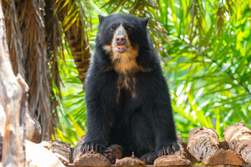 Spectacled bear (Tremarctos ornatus) in selective focus and depth blur.