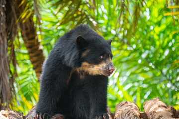 Spectacled bear (Tremarctos ornatus) in selective focus and depth blur.