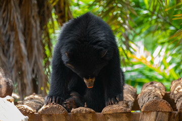Spectacled bear (Tremarctos ornatus) in selective focus and depth blur.