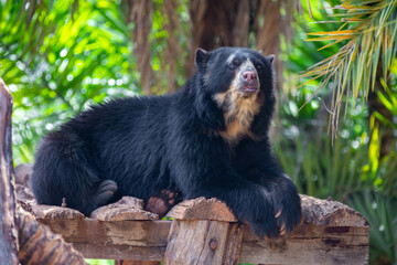 Spectacled bear (Tremarctos ornatus) in selective focus and depth blur.
