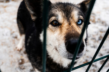 Grey husky with heterochromia looks through the bars of cage. Shelters for abandoned pets. Pet rescue. Control over the population of street dogs. Sterilization of pets. Rules for keeping pets
