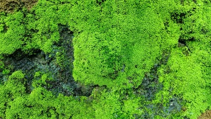 green moss background