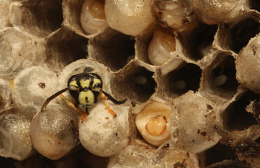Four life stages of aerial yellowjacket (Dolichovespula arenaria) wasp inside of the nest:  adult...