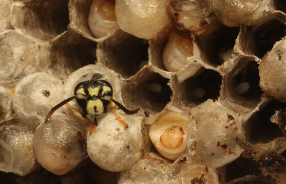 Four life stages of aerial yellowjacket (Dolichovespula arenaria) wasp inside of the nest:  adult emerging from cell, pupae, larvae and eggs. 
