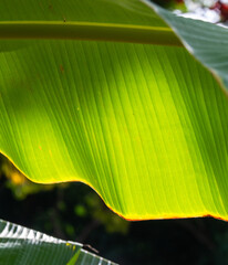 leaf in the sun, close up