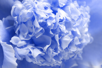 Beautiful blue violet peony as background, closeup view