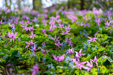 カタクリの花咲く山里