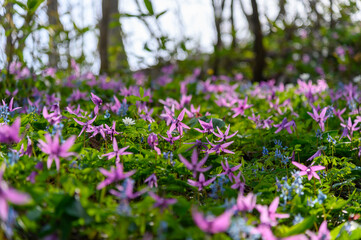 カタクリの花咲く山里