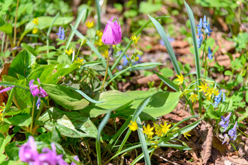 カタクリの花咲く山里