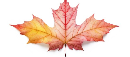 Naklejka na ściany i meble Autumn maple leaf isolated on white background,