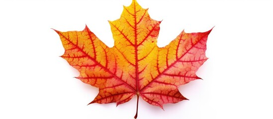 Autumn maple leaf isolated on white background,
