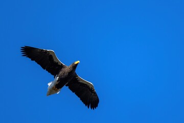 青空バックに悠然と飛ぶオオワシ