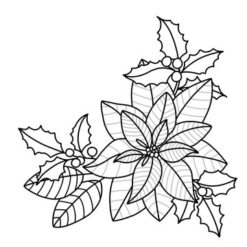 European holly and poinsettia. Christmas plants for decorations and cards. Ready to print black and white outline vector illustration. Colouring page for kids.