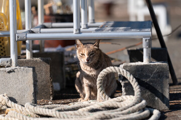漁港の猫
Cat photographed at the fishing port