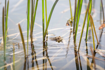 Erdkröte an der Wasseroberfläche in einem Teich