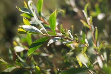 Gumtree