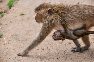 Mother monkey with small long-tailed macaque. Its scientific name is Macaca fascicularis