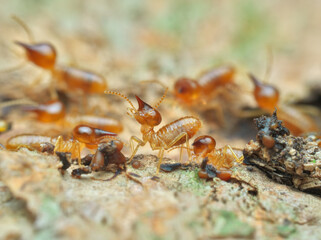 Termites colony build broken nest