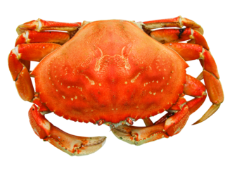 Boiled red beautiful crab without background for your fish restaurant or cafe menu design. PNG format. Very high quality photo.