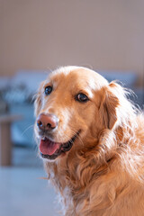 Home Bliss: Joyful Golden Retriever Portrait. A happy dog in the comfort of its home. The vertical portrait captures the essence of domestic joy