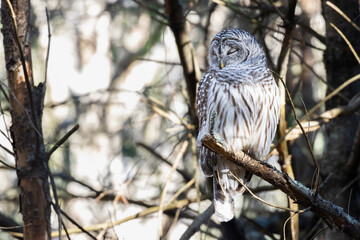 A Barred Owl Napping During the Day