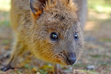 Quokka wallaby
