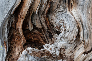 Gnarled old tree in forest.  Close-up.  