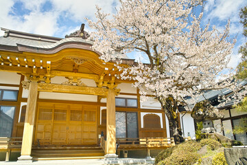 春の寺院と桜（山形県）