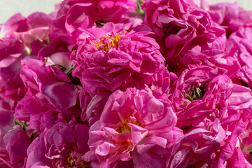 Bulgarian Rose Harvest, close-up. Bulgarian rose. Damask rose. Rosa damascena