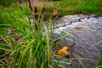 Green river plant Acorus Calamus, calamus plant , a calamus plant and a flowing river in the background