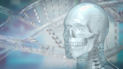 Naklejka na ściany i meble The human and skull for education or sci concept 3d rendering.